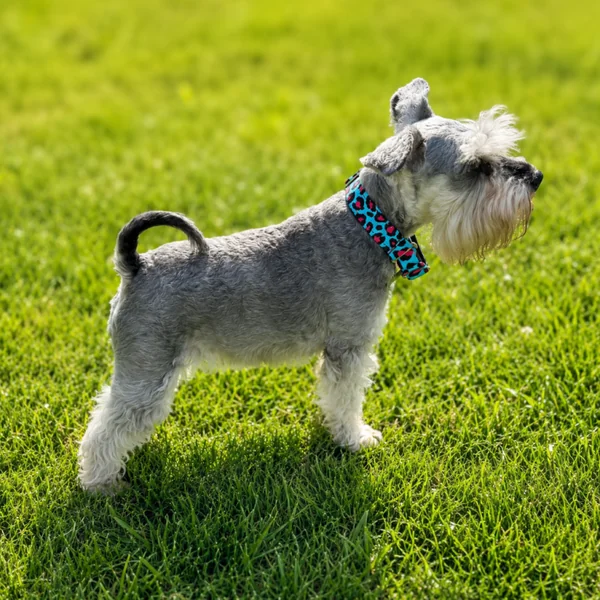 Collar Martingale Leopardo Rosa