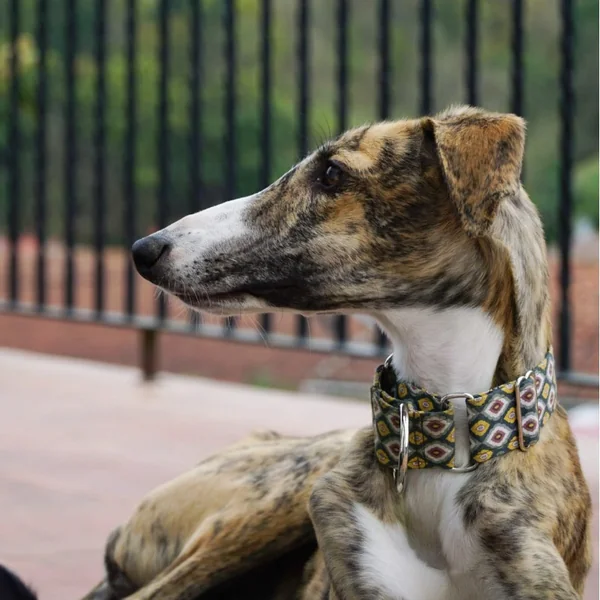 Collar Martingale Mini Rombos