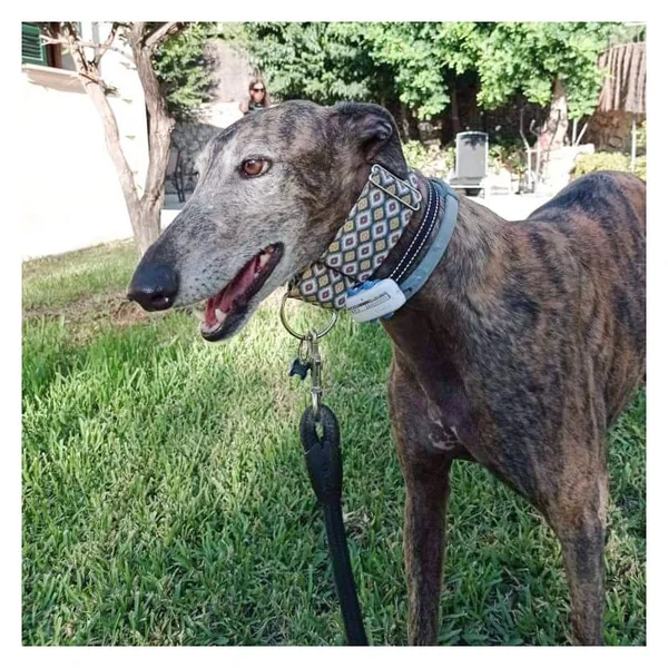 Collar Martingale Mini Rombos