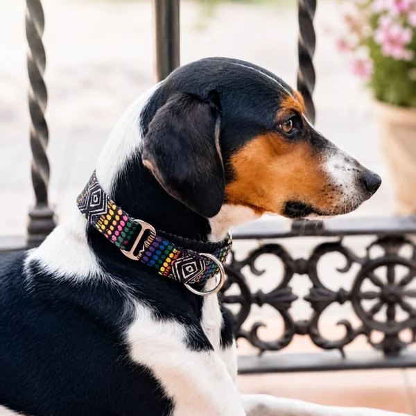 Collar Martingale Miniwax para perros