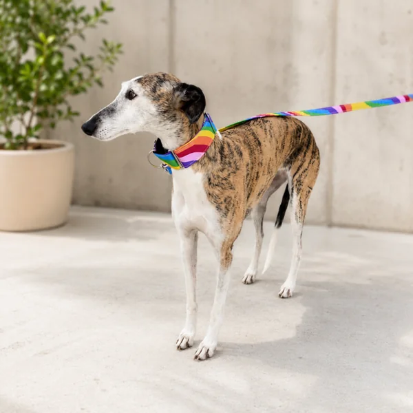 Collar Martingale Orgullo antiescape para perros