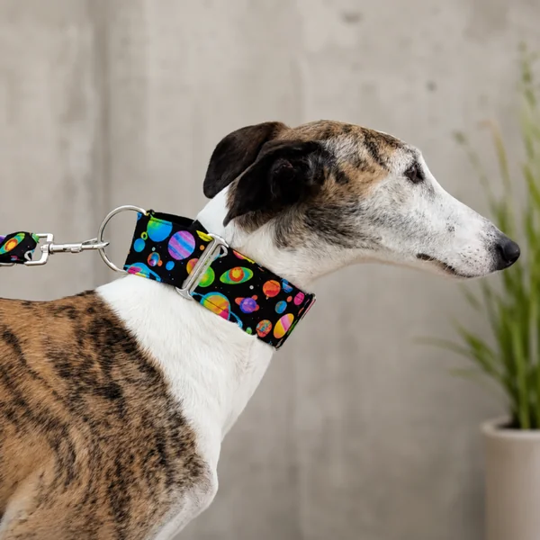 Collar Martingale Planetas para perros