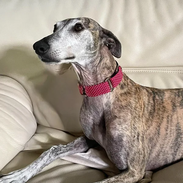 Collar Martingale Topitos Granate para perros
