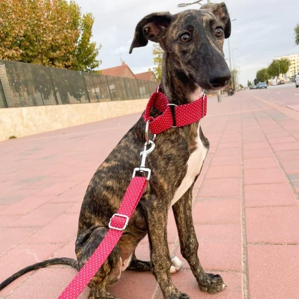Collar Martingale Topitos Granate para perros