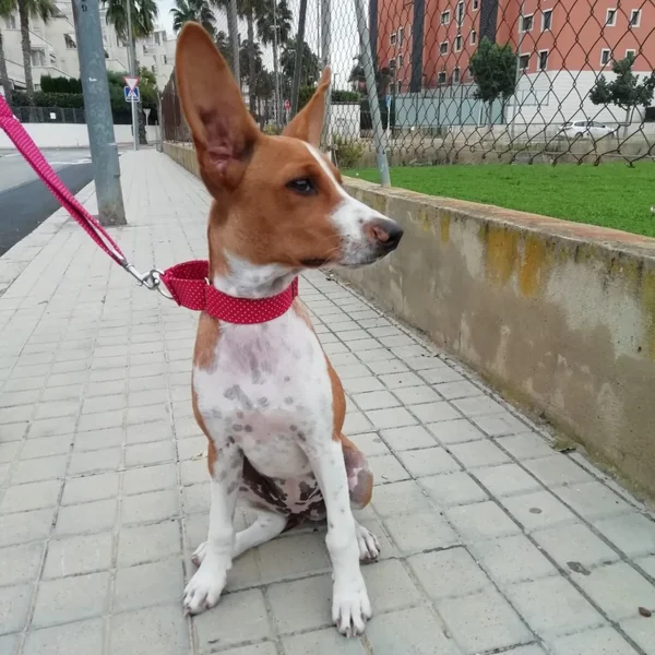 Collar Martingale Topitos Granate para perros