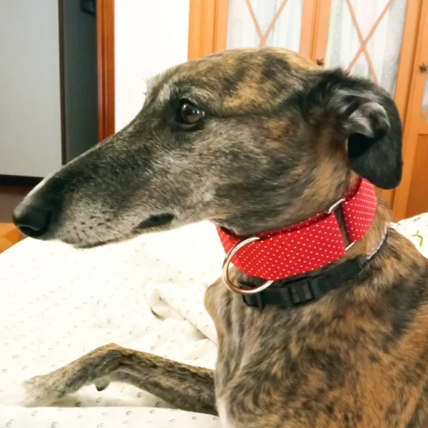 Collar Martingale Topitos Granate para perros