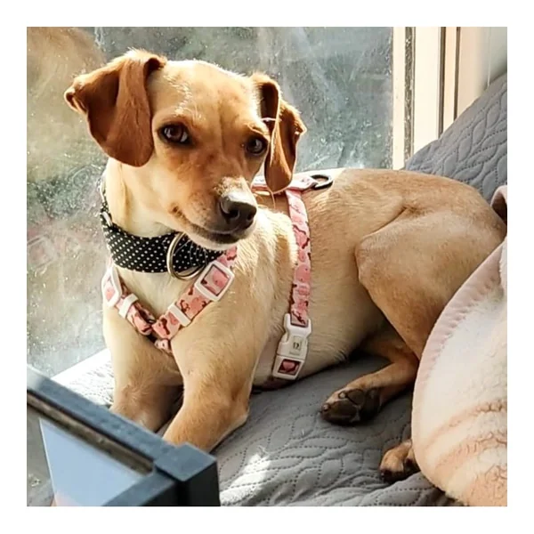Collar Martingale Topitos Negro para perros
