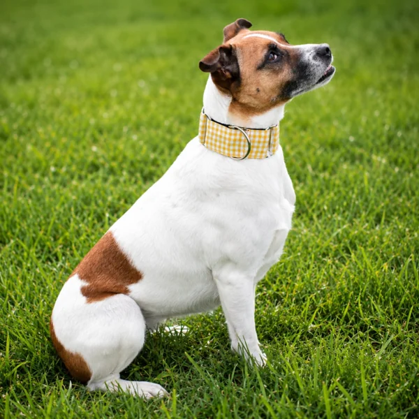 Collar Martingale Vichy Amarillo