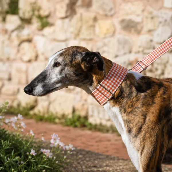 Collar Martingale Vichy Naranja