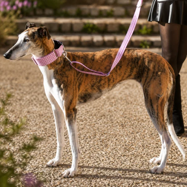 Collar Martingale Vichy Rosa
