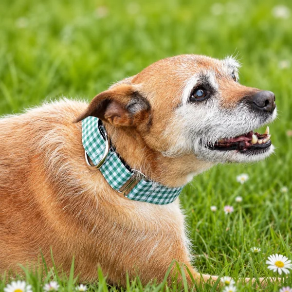 Collar Martingale Vichy Verde