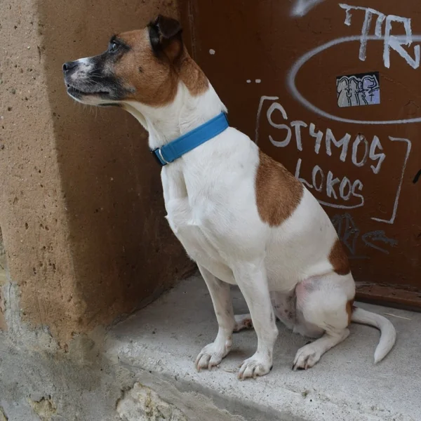Collar para Perro Click Azul