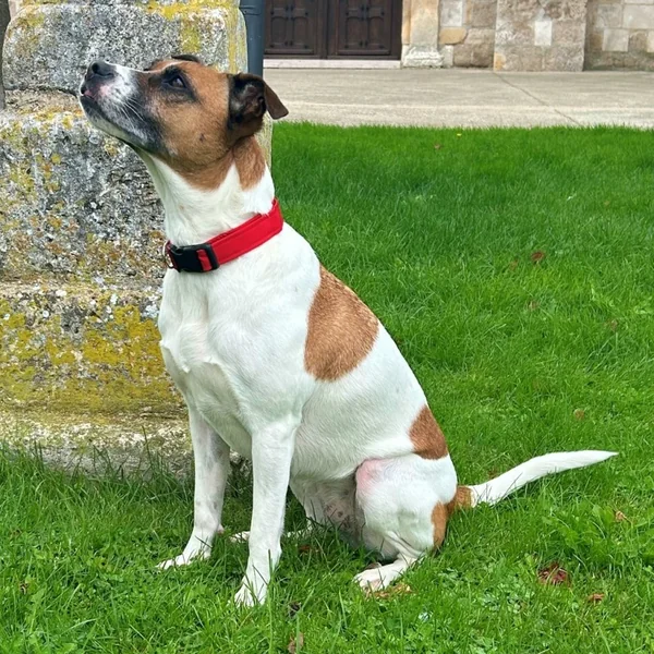 Collar para Perro Click Rojo