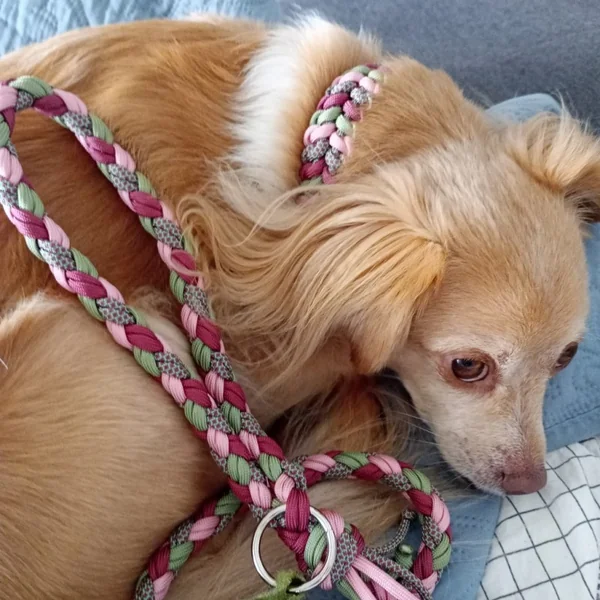 Collar Trenzado Ares Primavera para perros