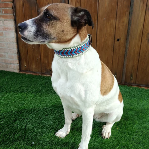 Collar Trenzado Zeus Alegría para perros