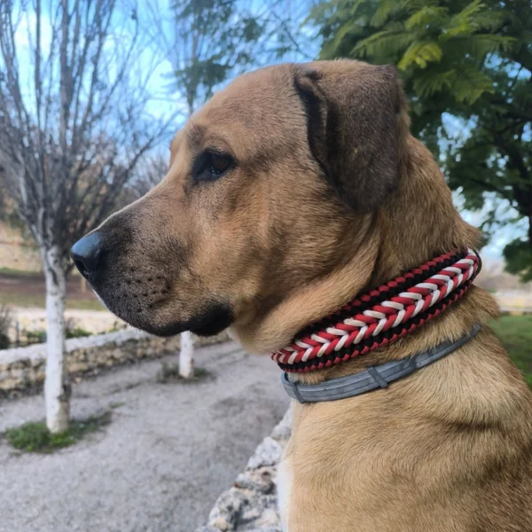 Collar Trenzado Zeus Fuego para perros