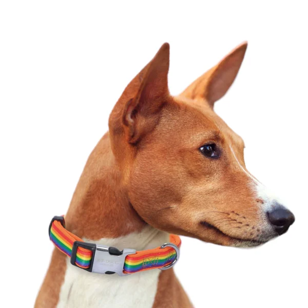 Collar XT-Dog Rainbow para Perros — Collar Colorido y Resistente