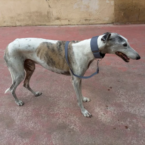 Correa modelo Gris para perros