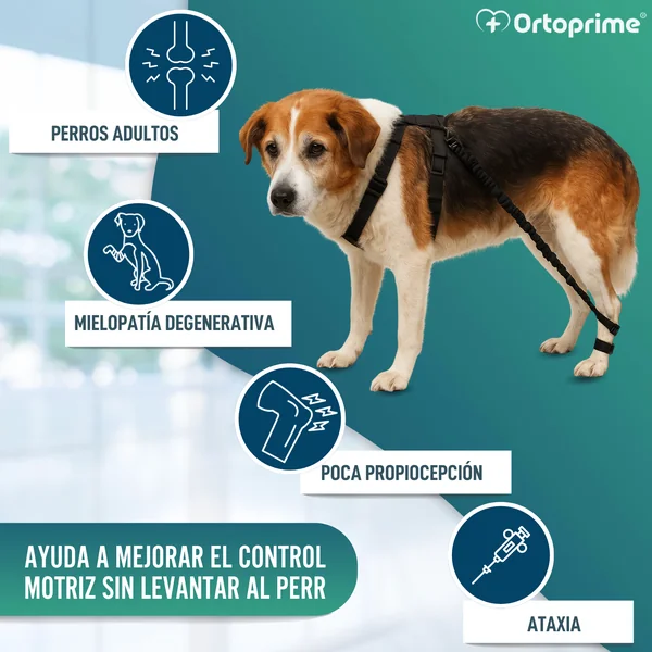 Dispositivo para Ataxia Canina | Asistencia para Perros