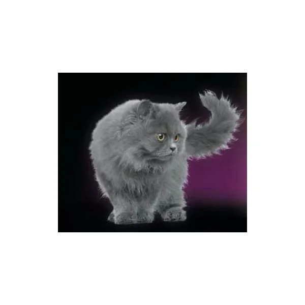 Dr Darwin gatos adultos Cats evolution