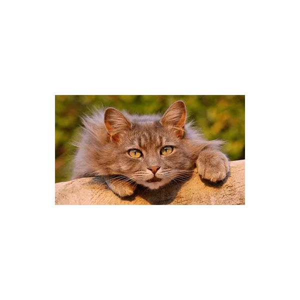 Dr Darwin gatos adultos Cats evolution
