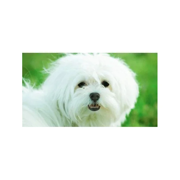 Dr Darwin Little Dogs Evolution para perros adultos raza mini