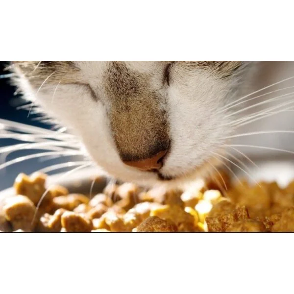 Dr Darwin pienso Sterilized Science 3 kg gatos