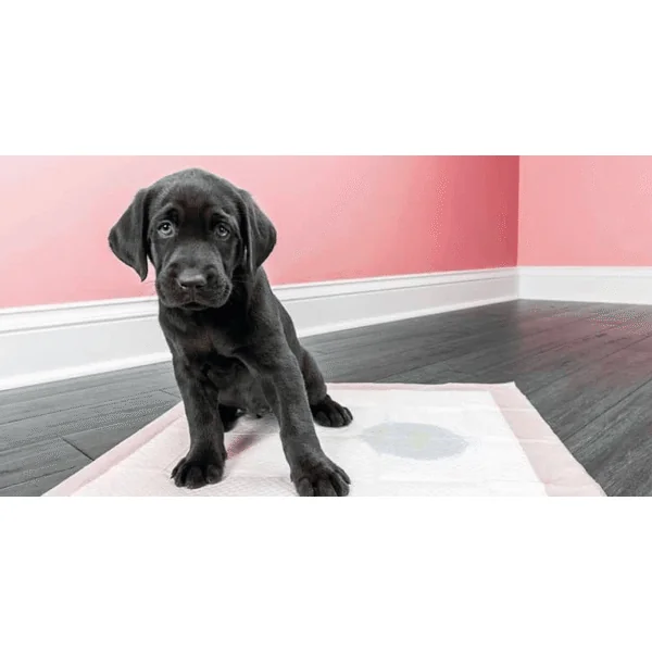 DRYSOFT empapadores 30 unidades perros gatos