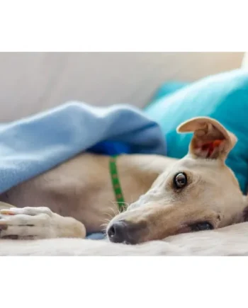 Educación Canina