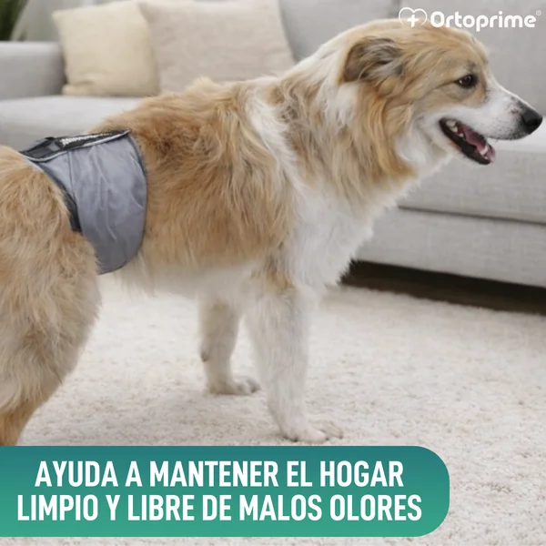 Faja Antigoteo para Incontinencia Canina | Perro Macho