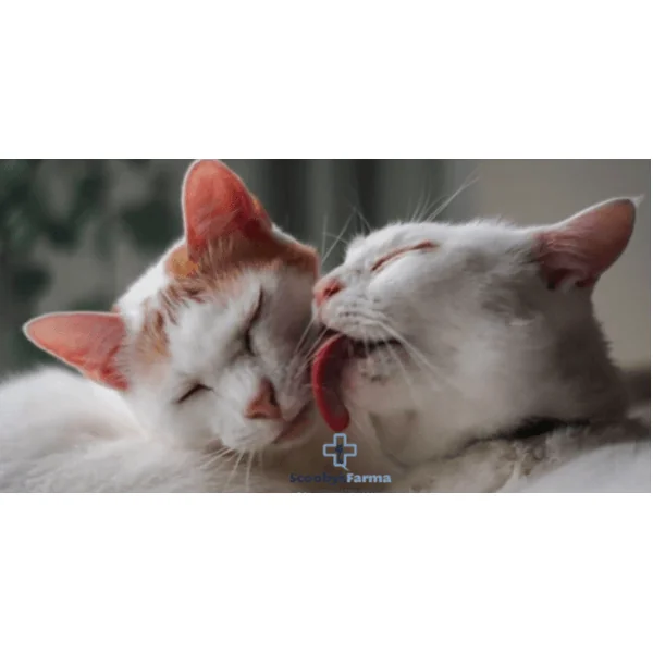 Feliway FRIENDS recambio y difusor 48ml gatos
