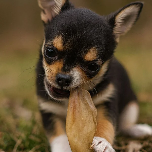 Flamingo oreja de búfalo para perros | Snack natural masticable (5 unidades)