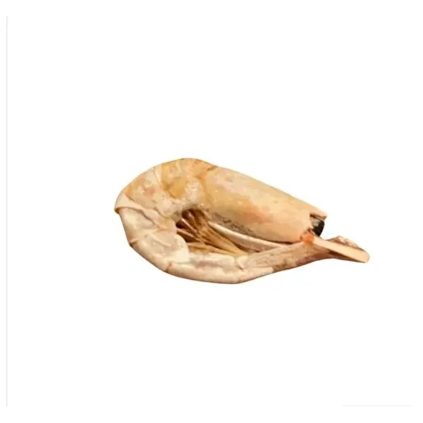 Gambas deshidratadas