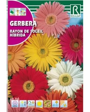 Gerbera Rayon de Soleil Hibrida