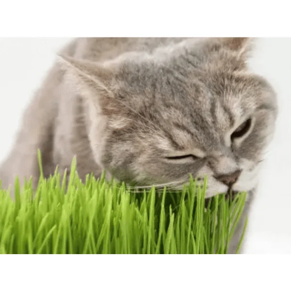 Hierba para gatos Biozoo 100 g