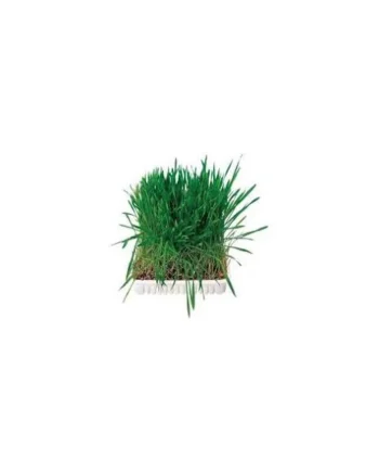 Hierba para Plantar para Gatos — Hierba Gatera Fresca Natural