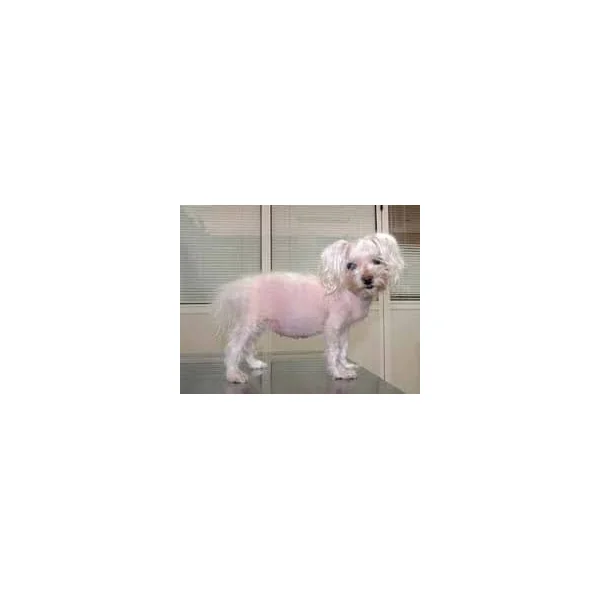KimiDerm Reforce dermatosis alopecias perros gatos cápsulas