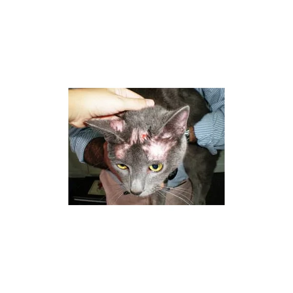 KimiDerm Reforce dermatosis alopecias perros gatos cápsulas