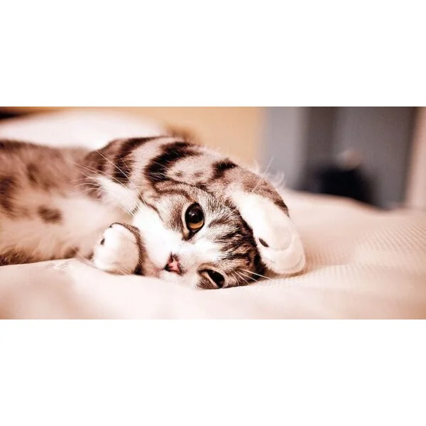Midelcat Siete Vidas para gatos