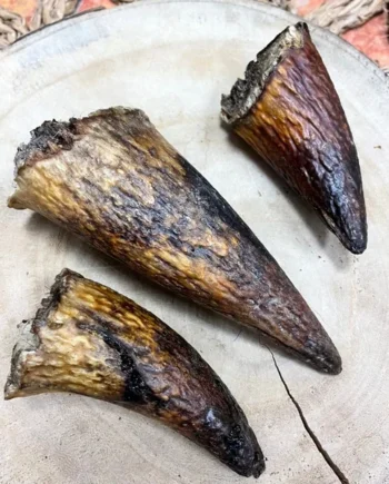 Mordedor Natural Núcleo de Cuerno Vacuno