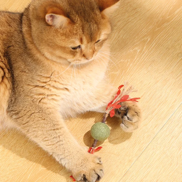 M-PETS - Charmy Tree Branch con Catnip
