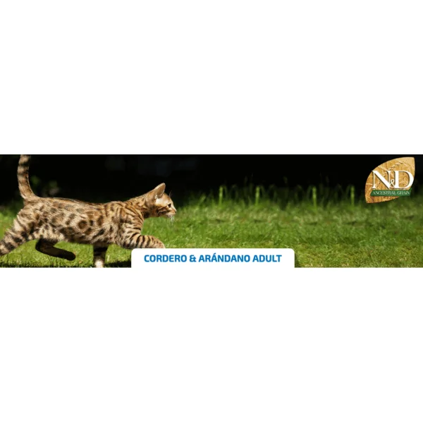ND Cat Ancestral cordero arándano gatos adultos