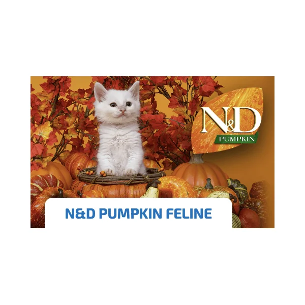 ND Pumpkin Cat lata Jabalí Manzana calabaza gatos adultos