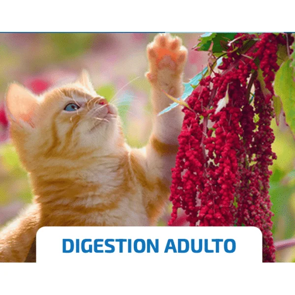 ND Quinoa Digestión CAT CORDERO gatos