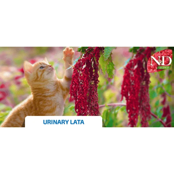 ND Quinoa URINARY lata gatos 24x80 g