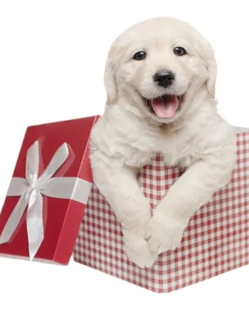 New Mascota Caja Regalo para Perros — Productos Premium Seleccionados
