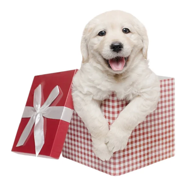 New Mascota Caja Regalo para Perros — Productos Premium Seleccionados