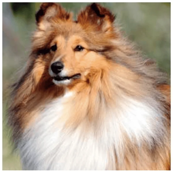 Nutricarevet PELO PIEL perros 85 comprimidos