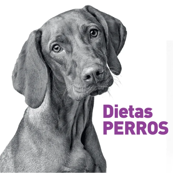 OBESITY Dog lata VetExpert sobrepeso perros 6x400 g