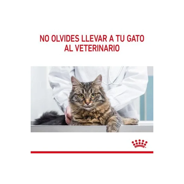 Obtén una durabilidad incomparable a los precios más bajos con Royal Canin Appetite Control Care En Gelatina de Productos Para Gatos Málaga España.